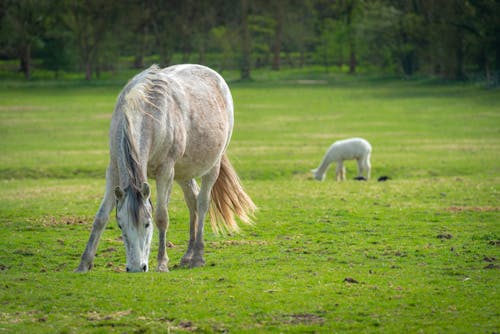 A Horse on Green Grass Field