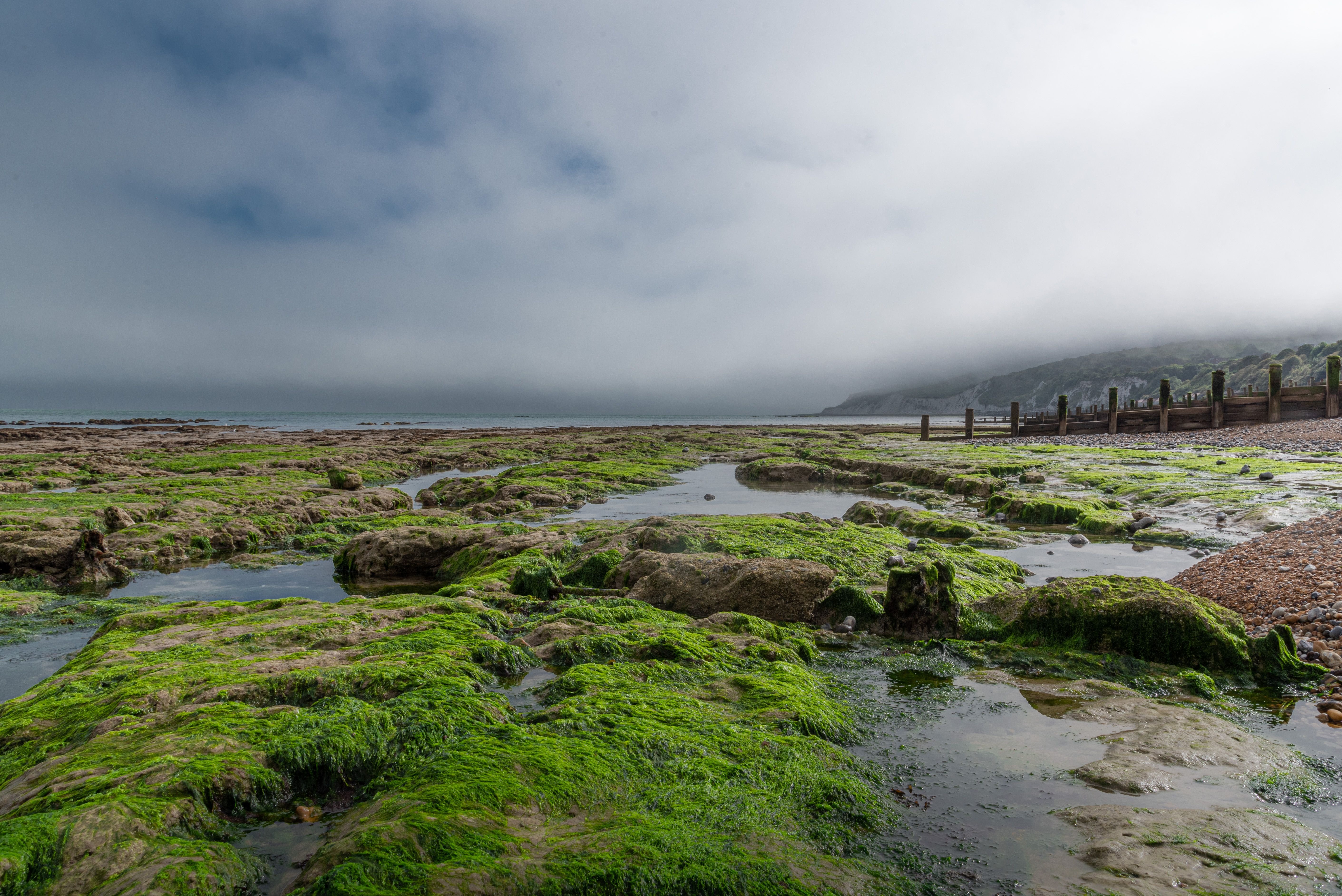 Misty seaside view of algal-covered rocks on the UK coastline, with low tide and a cloudy sky.