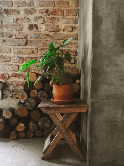 Free A Potted Plant on a Wooden Table Near the Concrete Wall Stock Photo