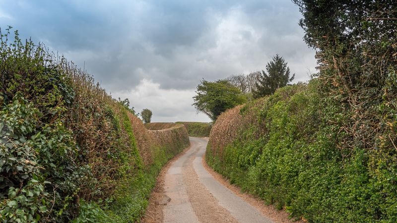 A narrow country lane between tall hedges in the English countryside (stock image)