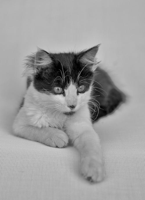 Foto d'estoc gratuïta de animal, bigotis, blanc i negre