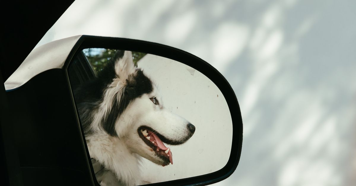 Dog Rear View Mirror Dog Reflecting in the Side Mirror of a Car · Free Stock Photo