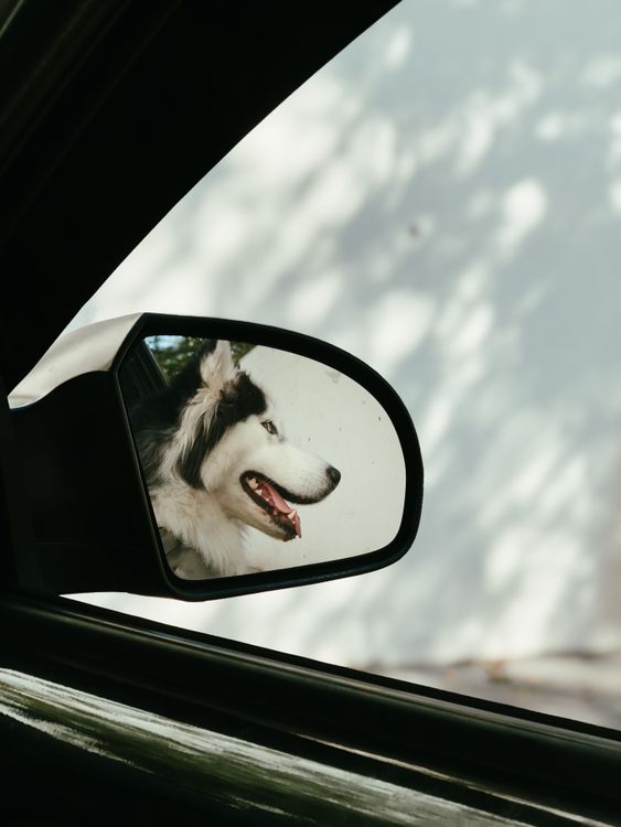 Dog Rear View Mirror Dog Reflecting in the Side Mirror of a Car · Free Stock Photo