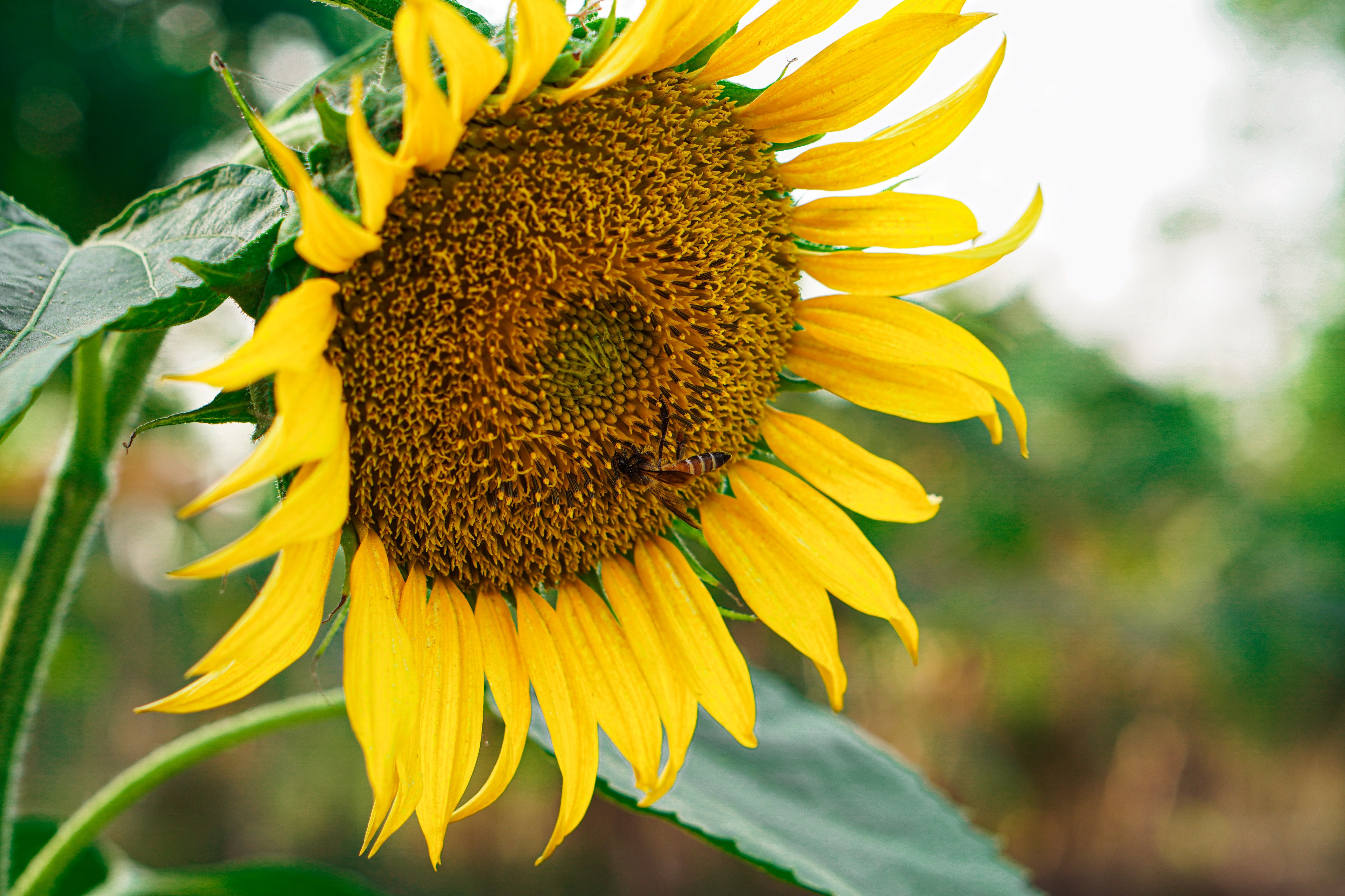 A Sunflower in Close Up Photography · Free Stock Photo