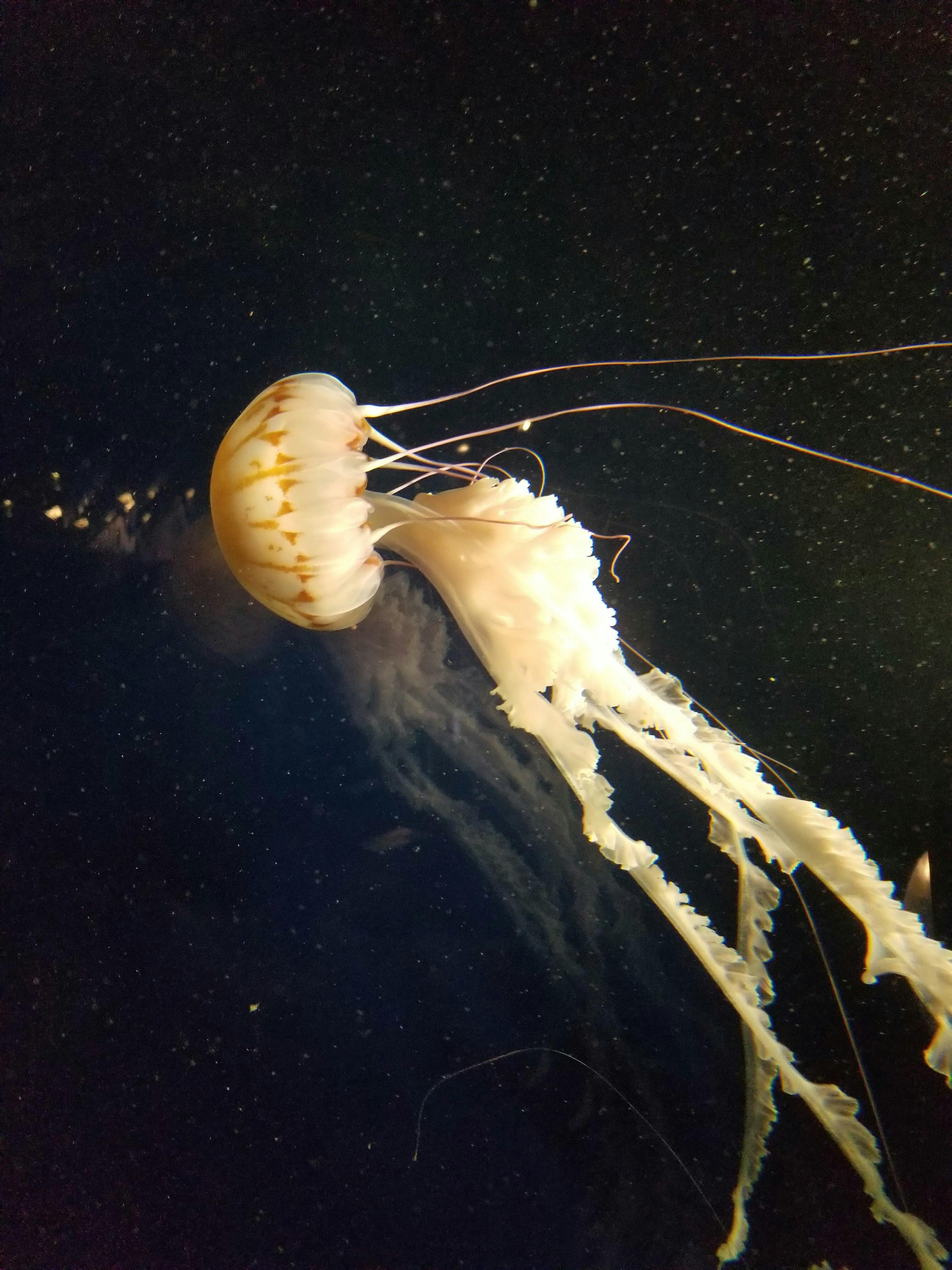 White and Brown Jellyfish in Water · Free Stock Photo