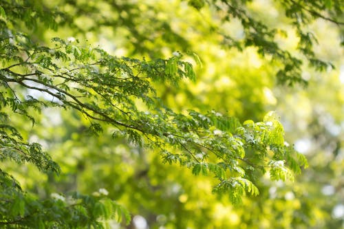 Free Shallow Focus of Tree Leaves Stock Photo