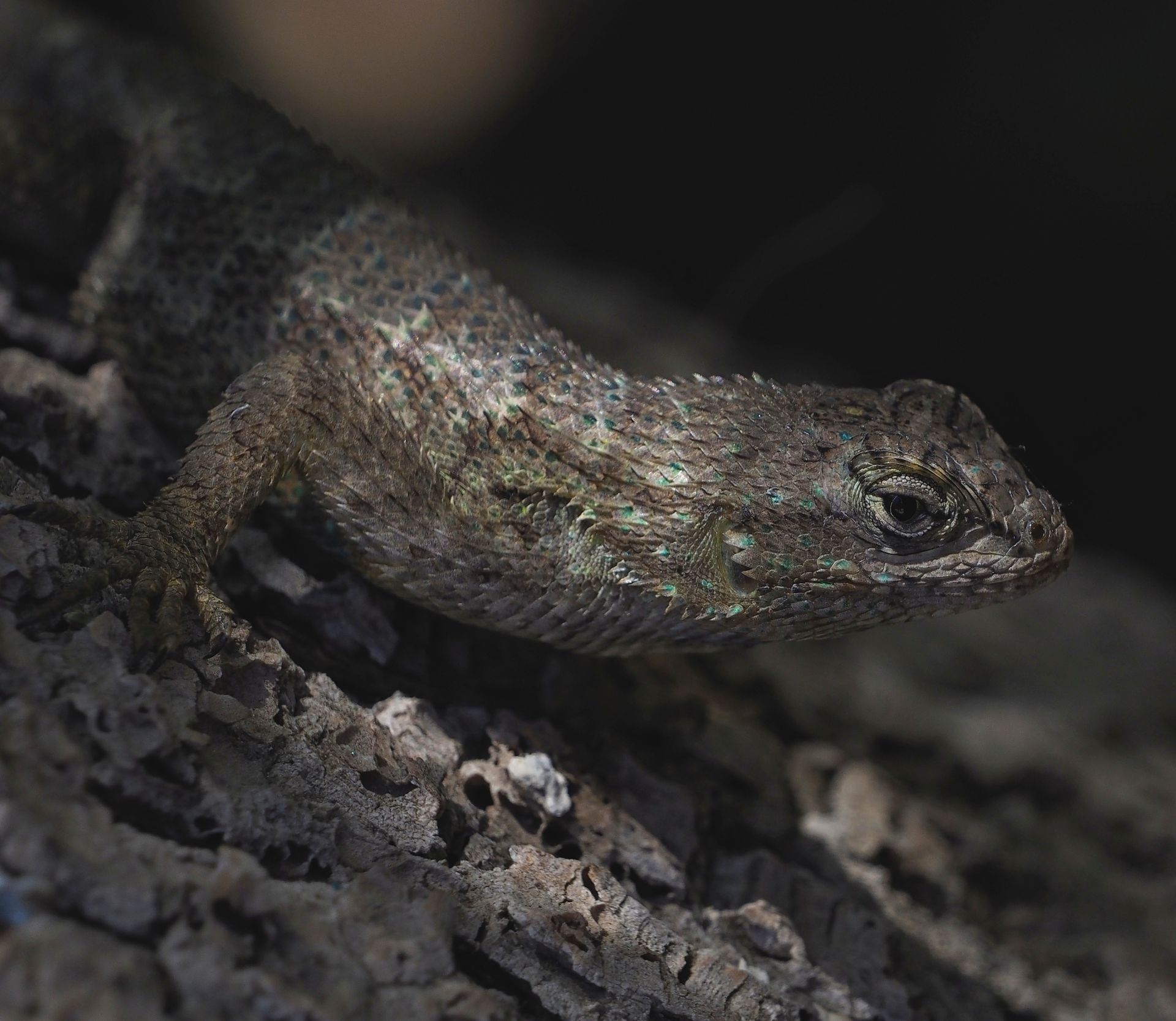 Close-Up Shot of Granite Spiny Lizard
