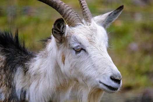 Detailed portrait of a domestic goat with blurred background, showcasing its natural beauty.
