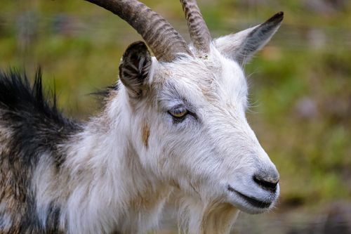 Free Detailed portrait of a domestic goat with blurred background, showcasing its natural beauty. Stock Photo