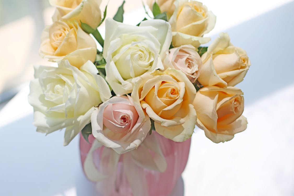 A Close-up Shot of Roses in Full Bloom