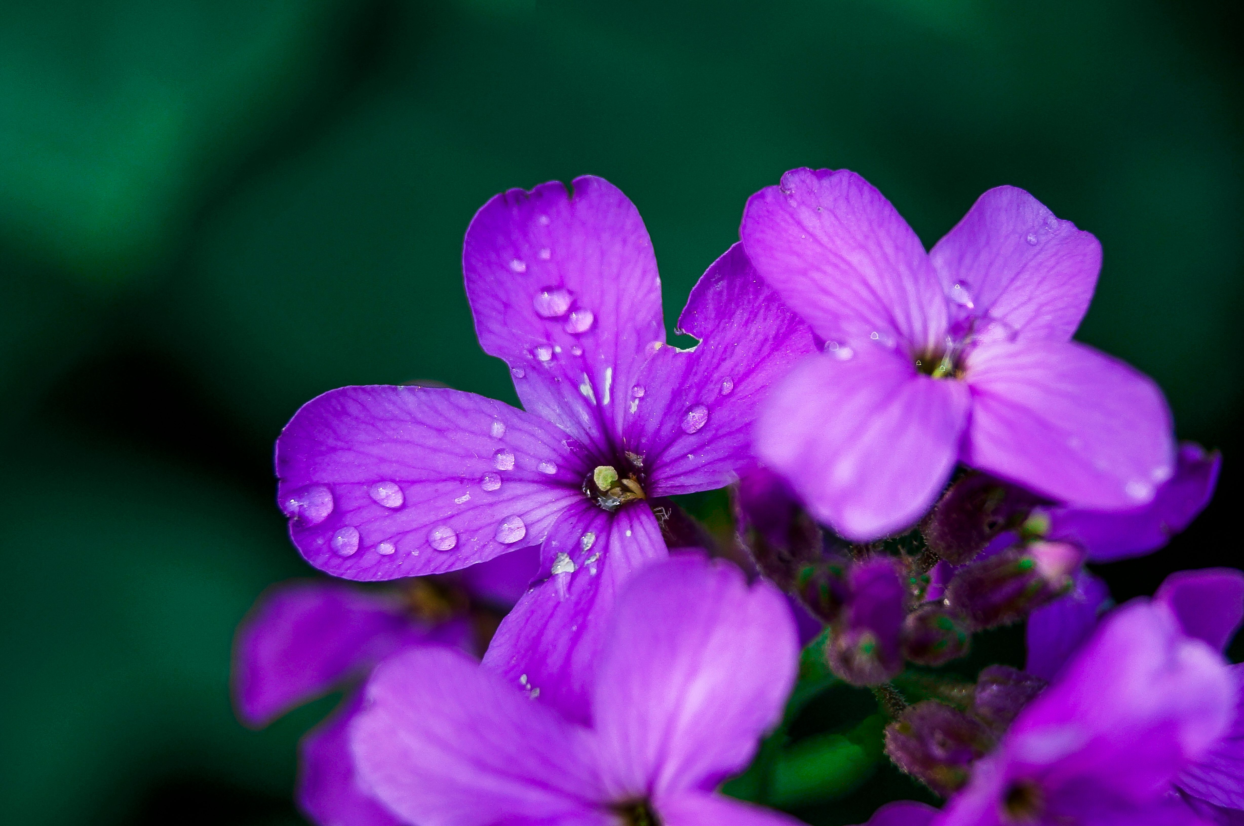 Close Up Shot of a Purple Flowers · Free Stock Photo