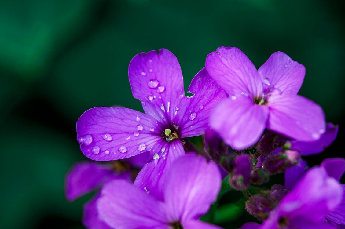 Free Close Up Shot of a Purple Flowers  Stock Photo