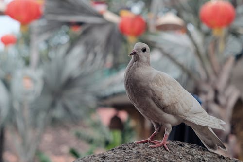 White Bird Perched on a Rock