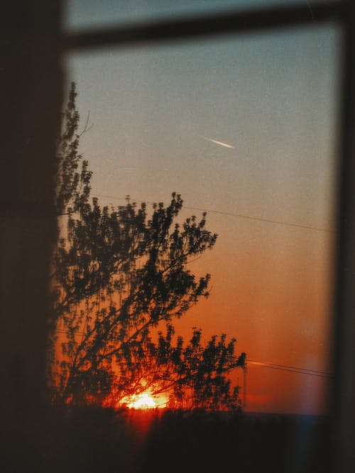 Silhouette of a Tree at Sunset