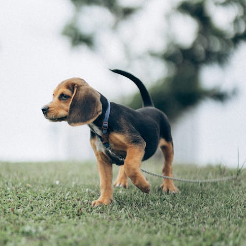 A Beagle on Green Grass Field