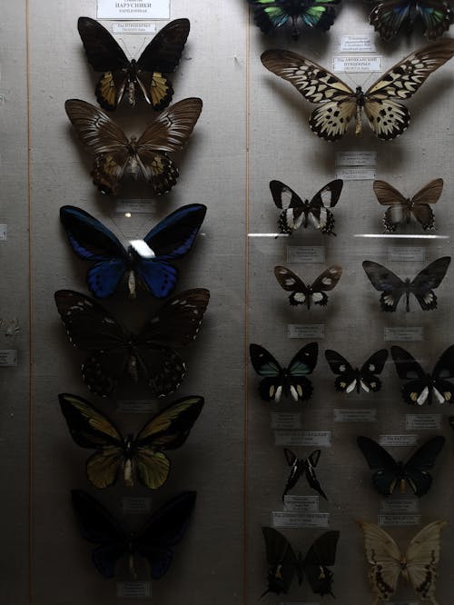 Close-Up Shot of Butterflies on a Wall