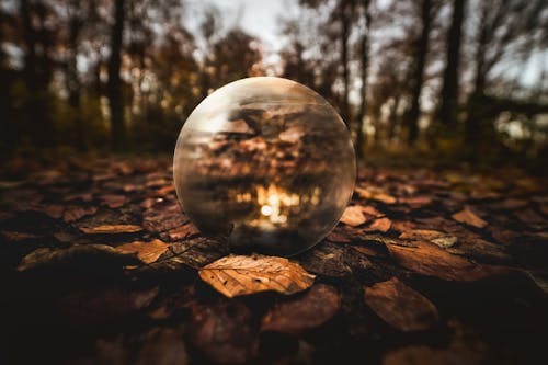 Foto profissional grátis de ao ar livre, árvores, bola de cristal