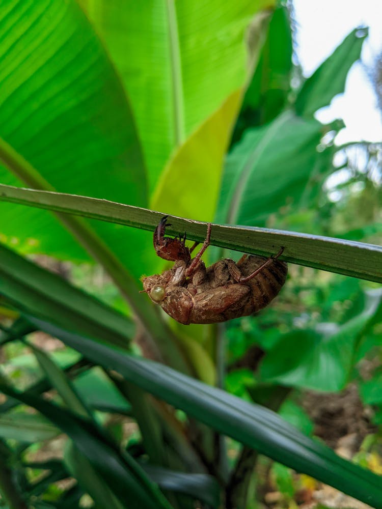 Close Up Photo Of Cicadidae