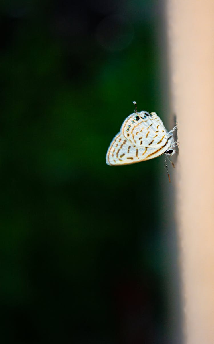 Close-Up Photo Of A Silver-Studded Blue Butterfly