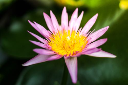 Free stock photo of flower, green, lotus Stock Photo