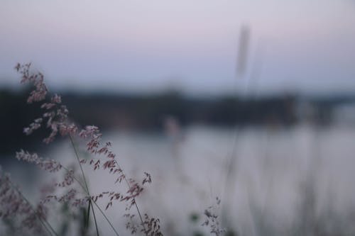 Free stock photo of atmospheric evening, grass, lonely Stock Photo
