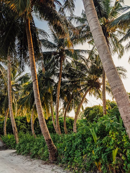 Palm Trees and Green Plants Near the Unpaved Path