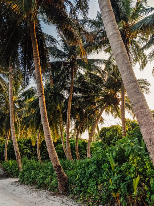 Free Lush green palm trees in a tropical setting during sunset create a serene nature scene. Stock Photo