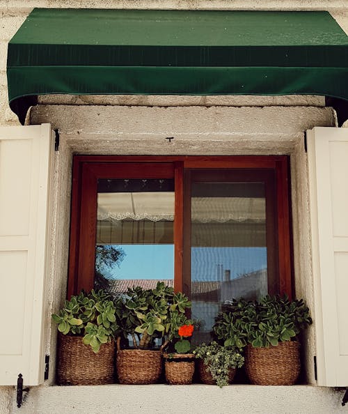 Potted Plants on a Window Sill