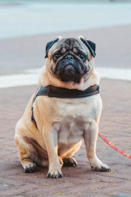 A Close-Up Shot of a Pug 