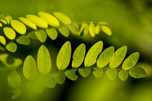 Free Beautiful close-up shot of vibrant green fern leaves with sunlight filtering through. Stock Photo