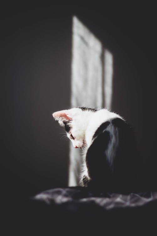 Darmowe zdjęcie z galerii z kot, patrząc w dół, pionowy strzał