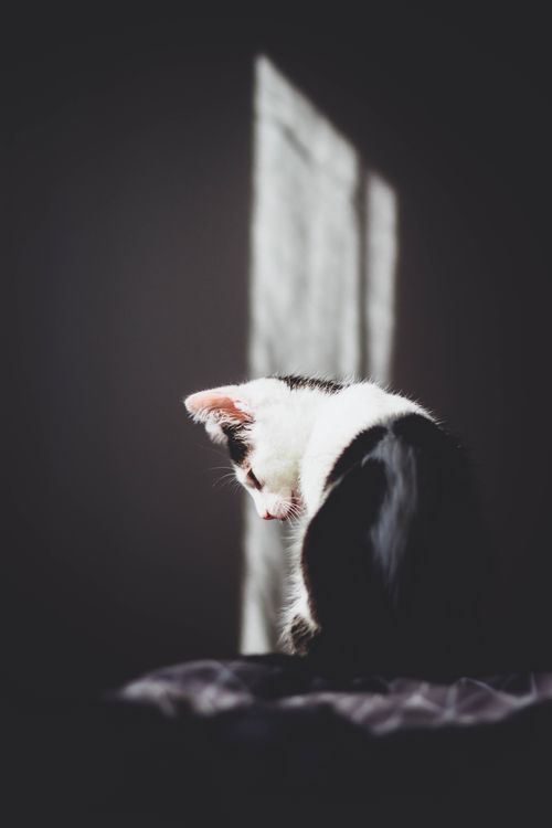 Free A peaceful black and white cat gazes downwards in a sunlit room, creating a calm atmosphere. Stock Photo