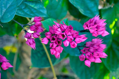 免费 浅焦点摄影的粉红色花朵 素材图片
