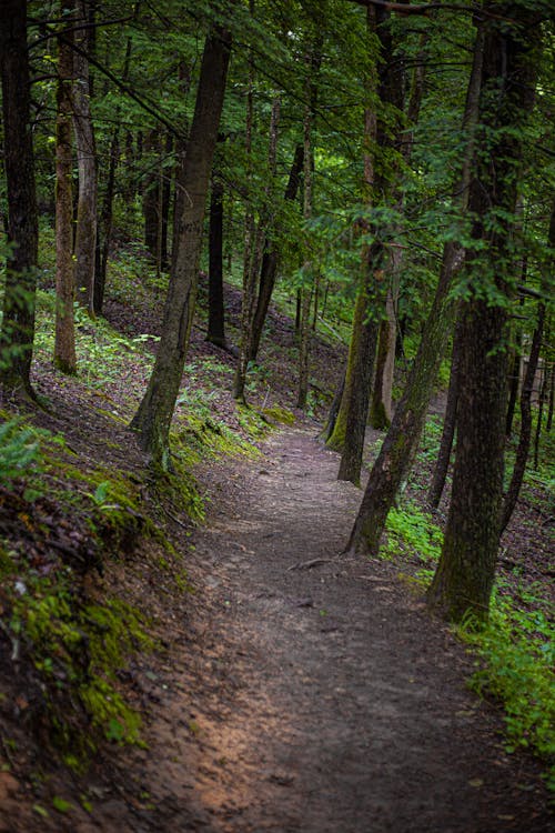 Off Road Trail in the Forest