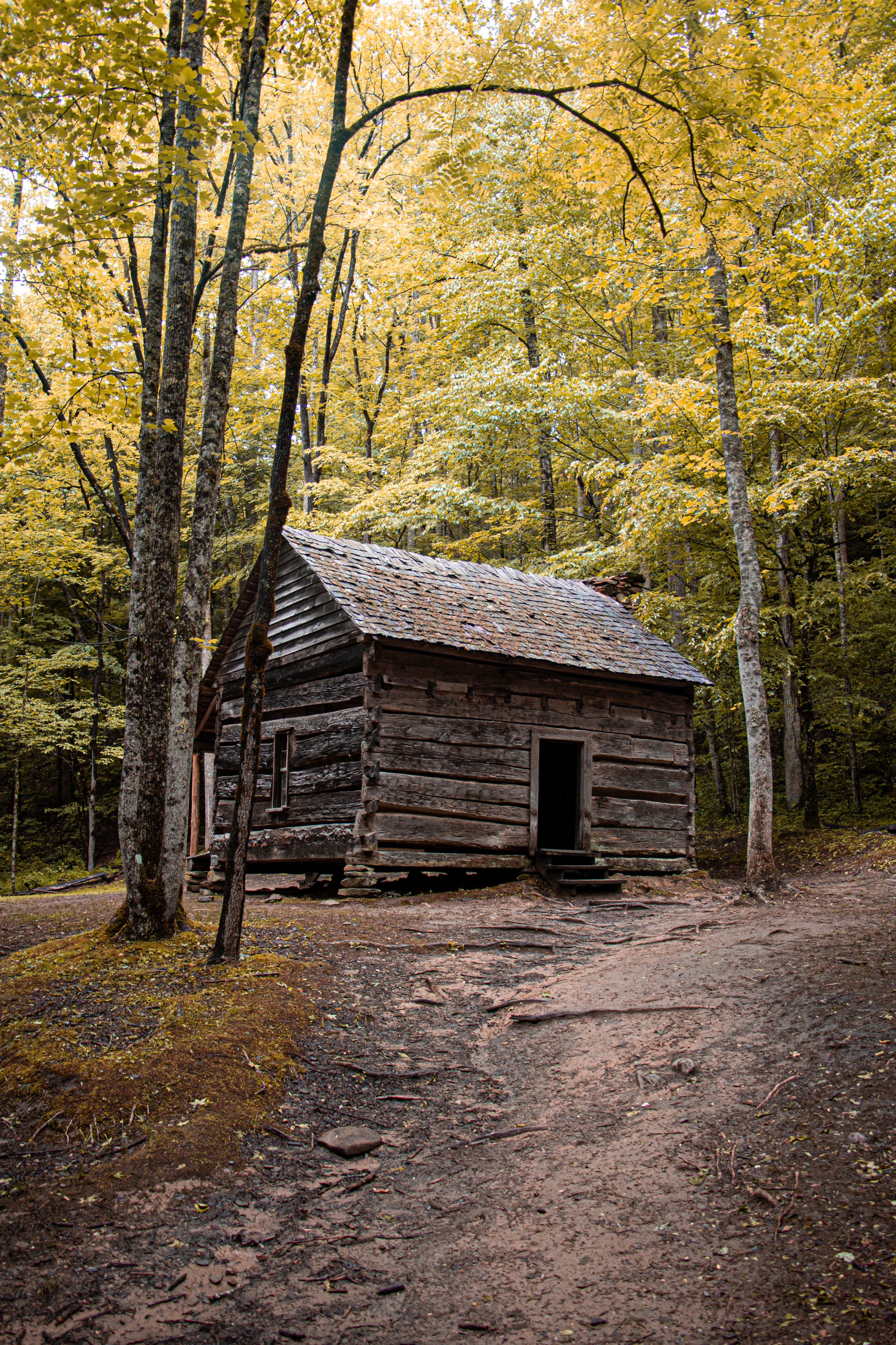 An Wooden House in a Forest · Free Stock Photo