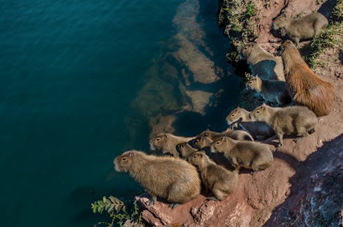 Photos gratuites de animaux, capybaras, eau