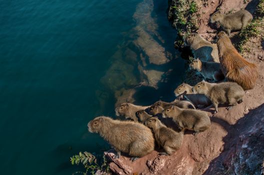 A group of capybaras gathers by the water, showcasing social behavior in their natural habitat.