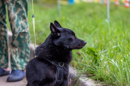 Free Black Short Coat Dog on Green Grass Stock Photo