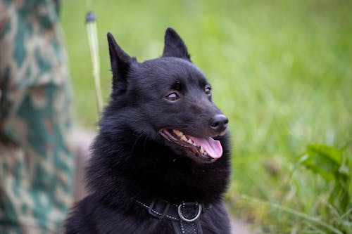 Black Dog on Green Grass