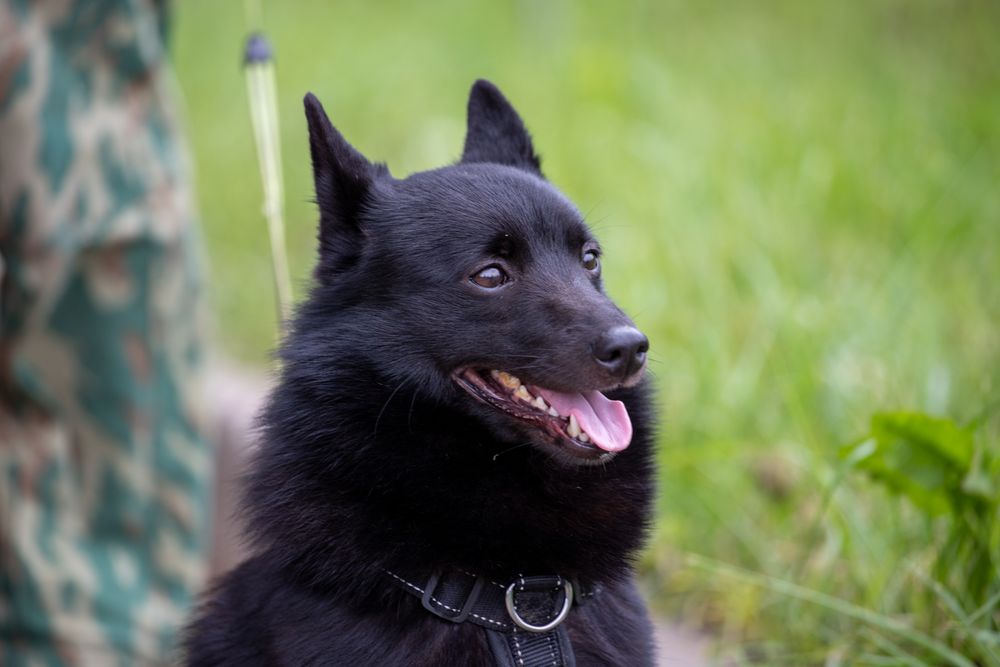 Schipperke, photo 1