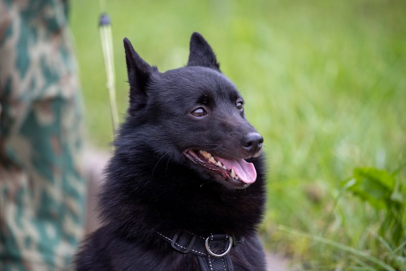A Schipperke
