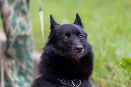 Foto stok gratis anjing, anjing hitam, binatang