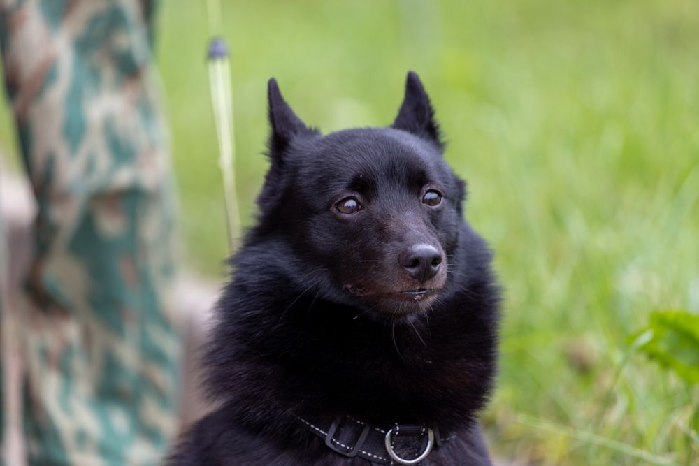 Schipperke, photo 4