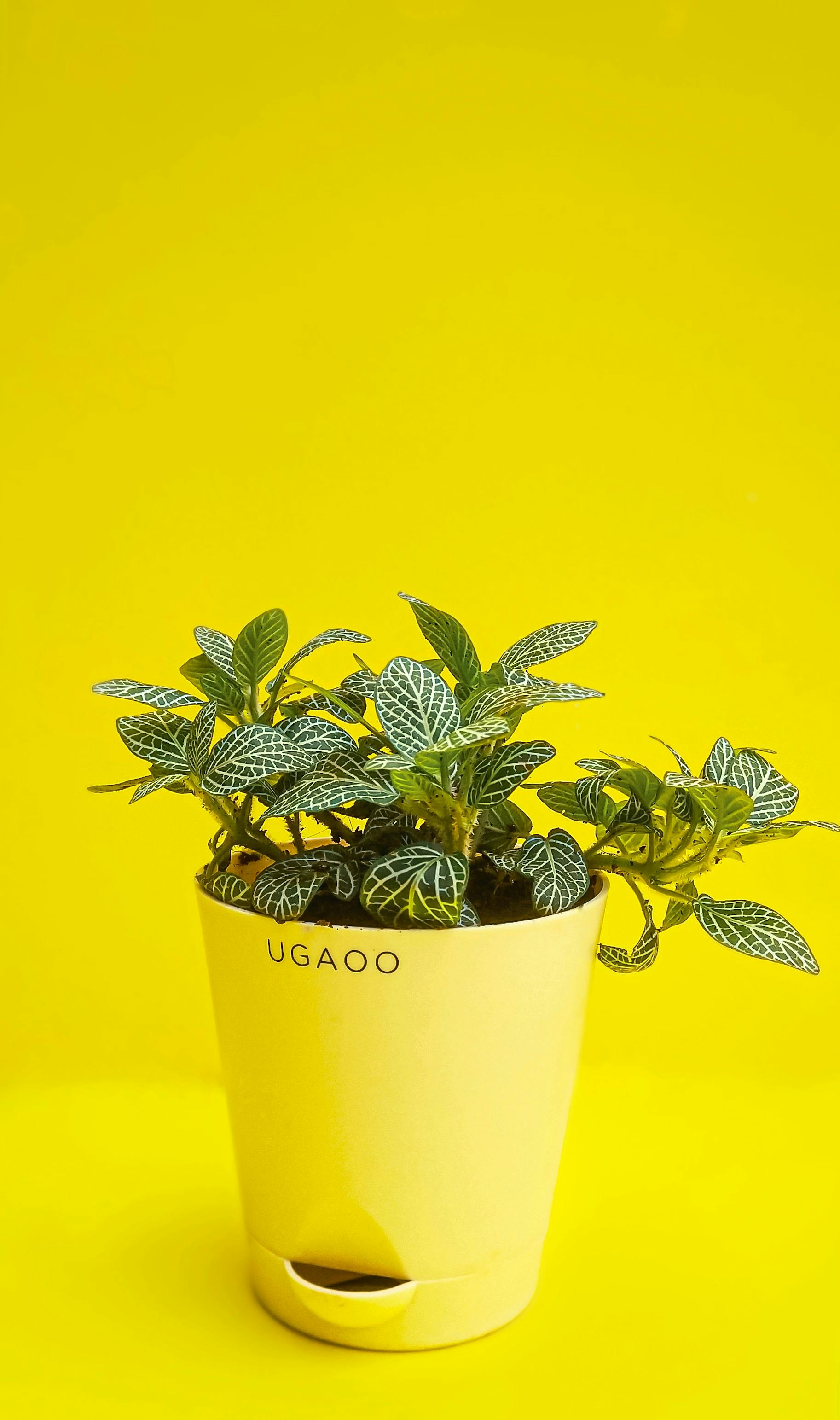 A Plant in Yellow Pot · Free Stock Photo