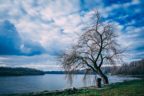 Пейзажная фотография голого дерева возле водоема под облачным небом