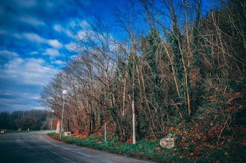 Fotobanka s bezplatnými fotkami na tému cesta, modrá obloha, stromy