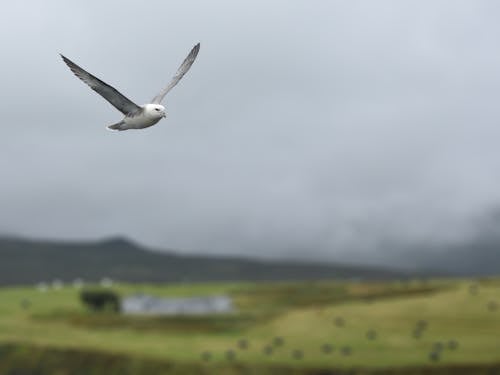 Gratis Pájaro Blanco Y Gris Volando Foto de stock