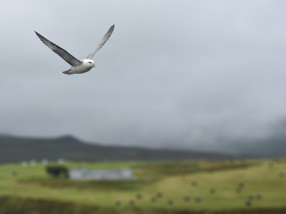 Weißer Und Grauer Vogel Fliegen