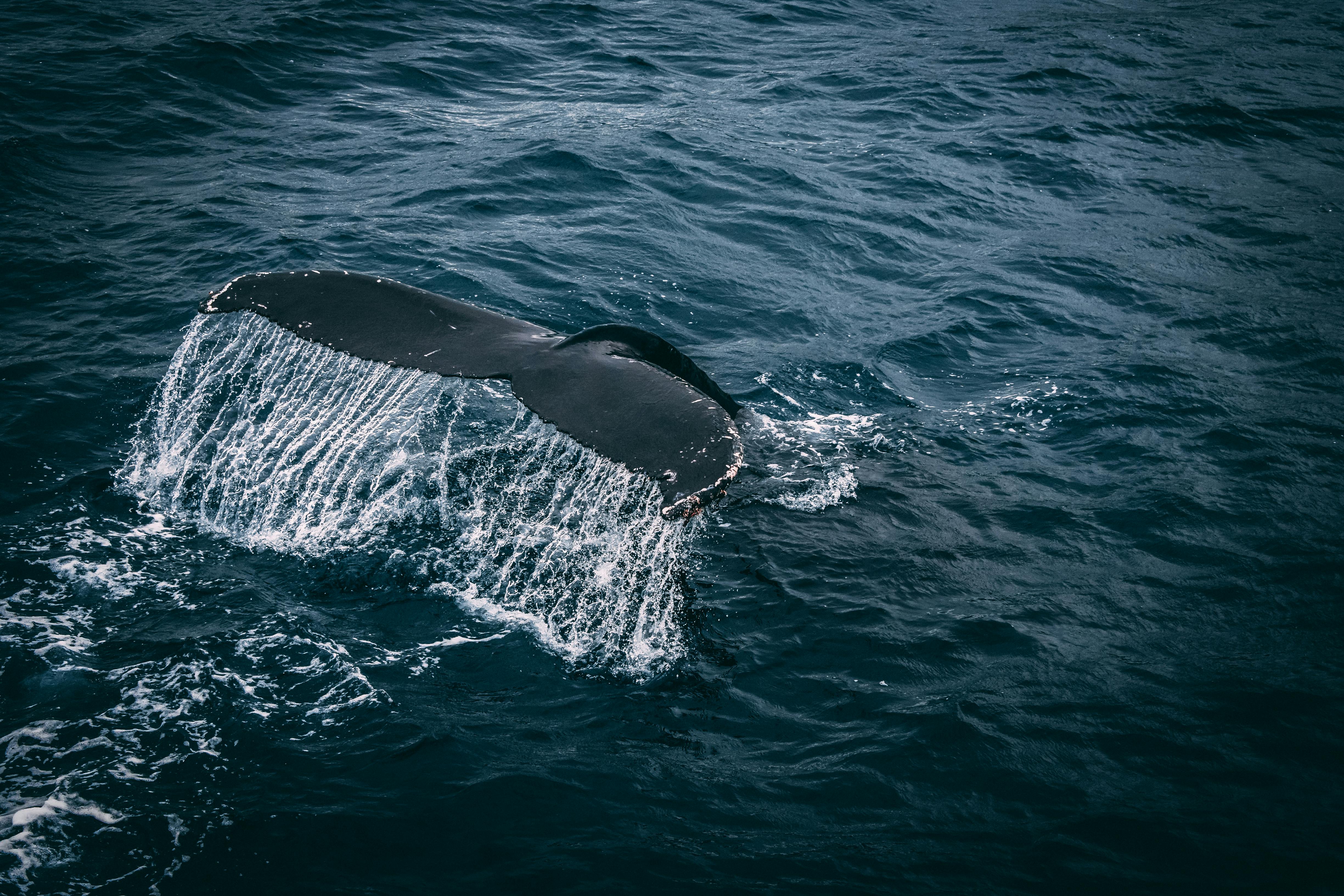 Cá voi Emoji Clip nghệ thuật Hình ảnh Hình nền máy tính  png tải về  Miễn  phí trong suốt Cá Voi png Tải về