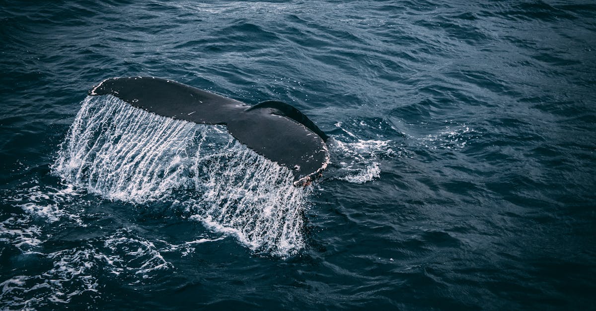 Photo by Rudy Kirchner Stunning capture of a whale tail splashing in the deep blue ocean, showcasing marine beauty.